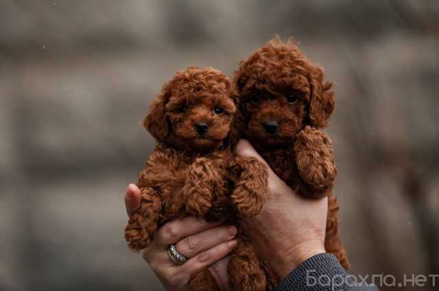 Продам: Щеночки той пудель