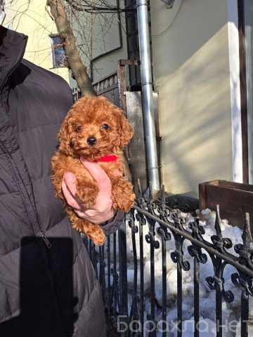 Продам: Щеночек той пуделя мальчик