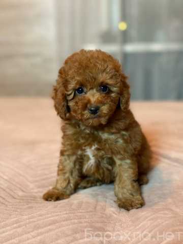 Продам: Щенки той пудель мальчики