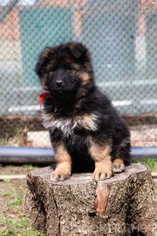 Продам: Щенки немецкой овчарки