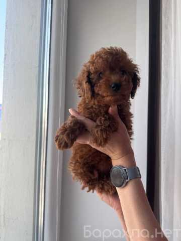 Продам: Мальчики и девочки той пудель