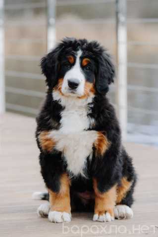 Продам: Питомник бернских зенненхундов
