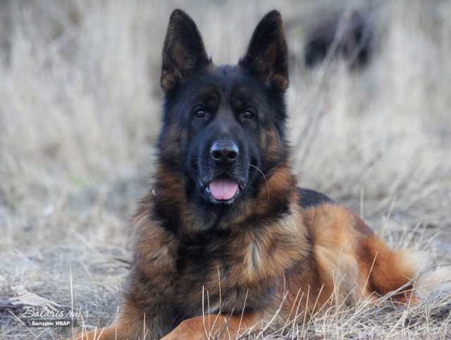 Предложение: Титулованный кобель на вязку