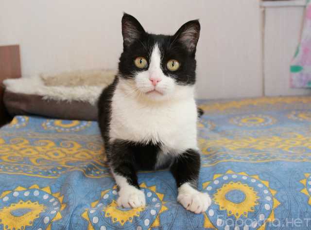 Отдам даром: Феличита из магазина ищет дом