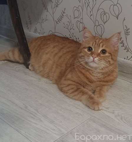 Отдам даром: Рыжая красавица Нюша в добрые руки!