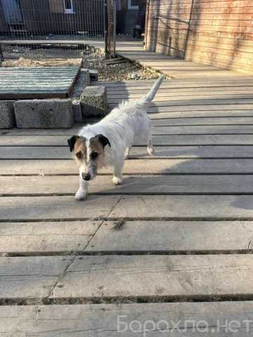 Отдам даром: Маленький породистый пёсик