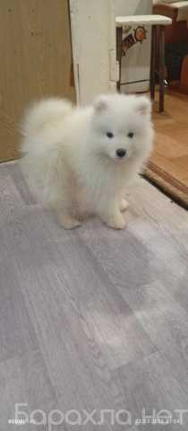 Продам: Продам щенка Самоеда