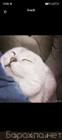 Предложение: Вязка кот серебристая шиншилла