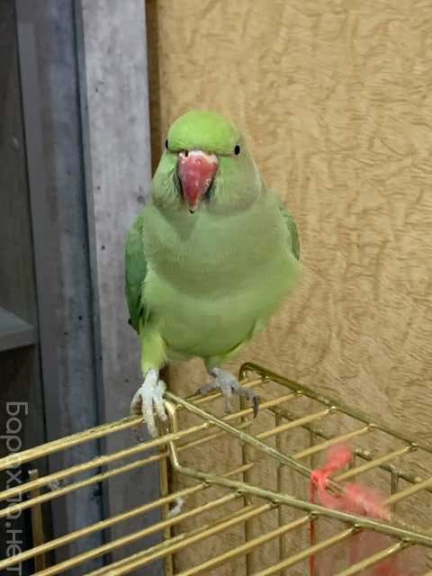 Продам: Ожереловая девочка