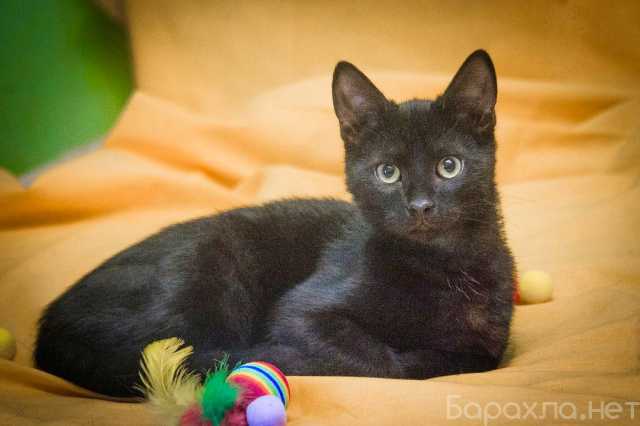 Отдам даром: Маленькая крошка котенок Изюминка