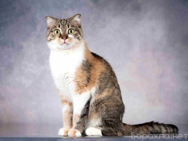 Отдам даром: Нежная ласковая кошечка Лёля в дар