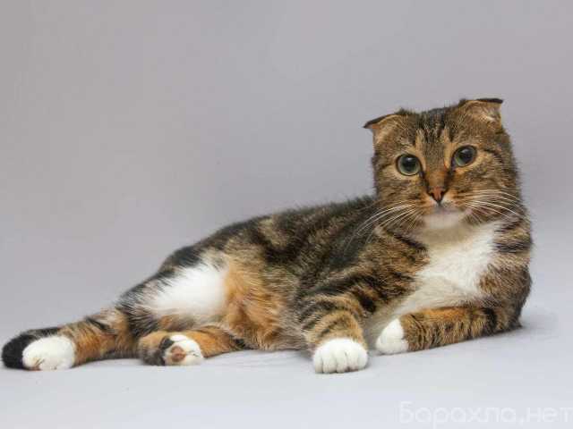 Отдам даром: Очаровательная вислоухая кошечка Жужу