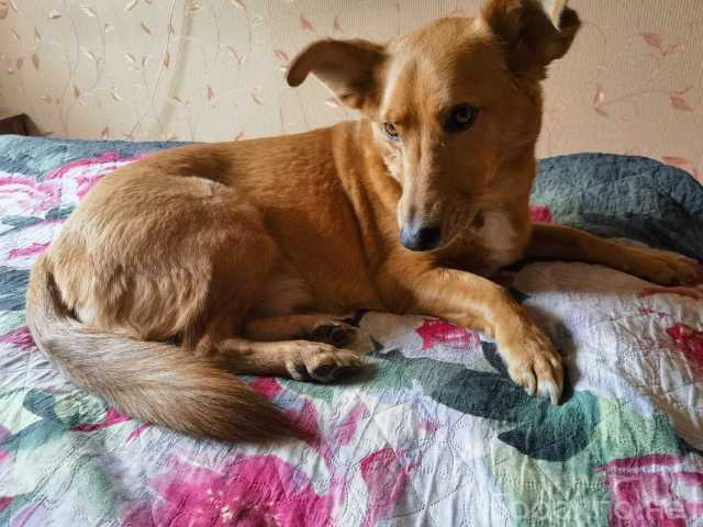 Отдам даром: Бабушкин и дедушкин пёсик