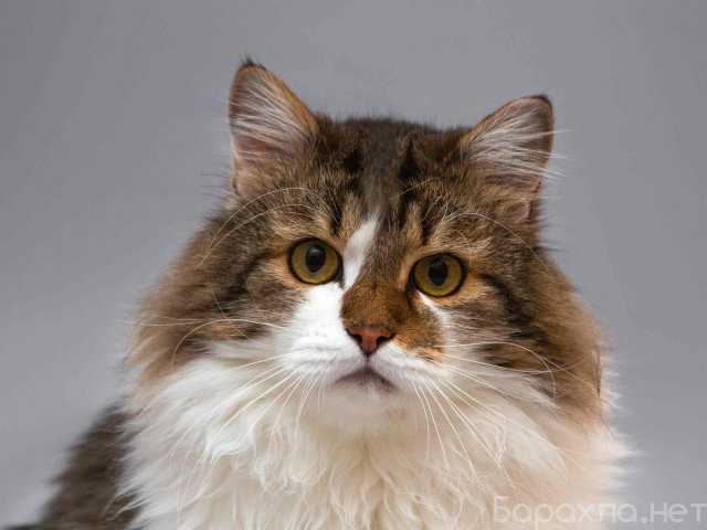 Отдам даром: Нежный ласковый котик Симон в дар