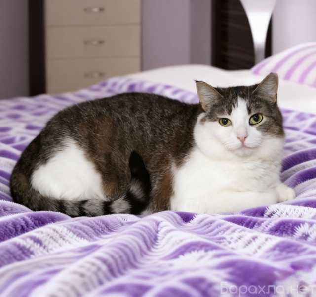 Отдам даром: Кошечка Плюша ищет дом, 2 года