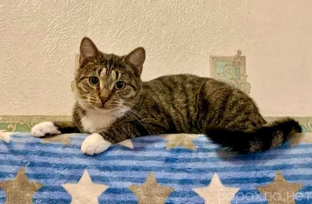 Отдам даром: Котенок подросток Платошка