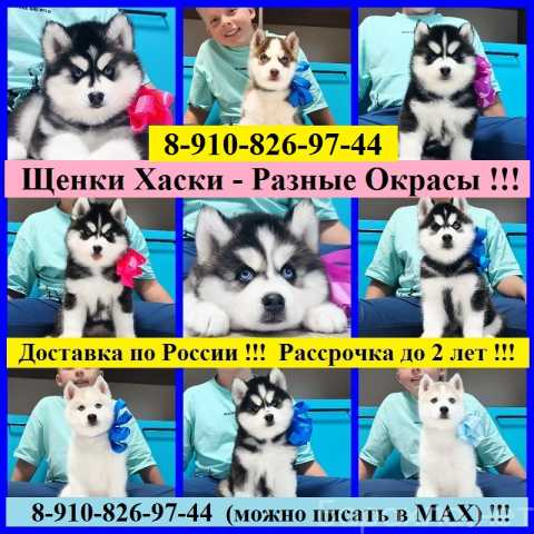 Продам: Хаски Щенки Разных окрасов