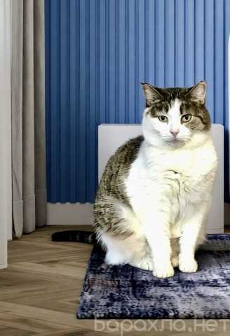 Отдам даром: Кошечка Плюша. Стерилизована