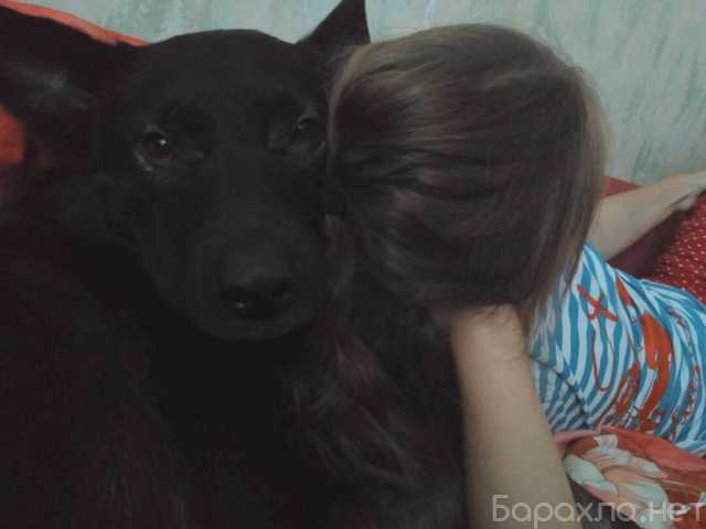 Отдам даром: собаку Даню