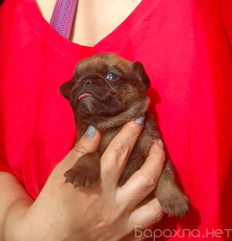 Продам: пти брабансон щенки