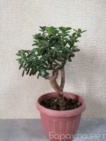 Продам: Денежное дерево