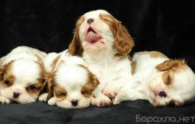 Продам: Щенки Кавалер Кинг Чарльз Спаниеля