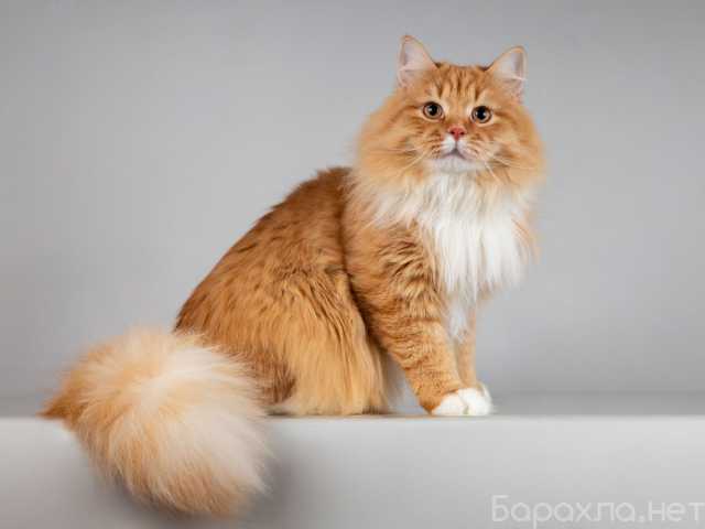 Отдам даром: Нежный ласковый юный котик Пушкин