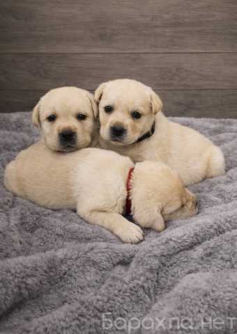 Продам: щенки лабрадора. Лабрадор ретривер щенки
