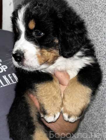 Продам: Щенки бернского зенненхунда