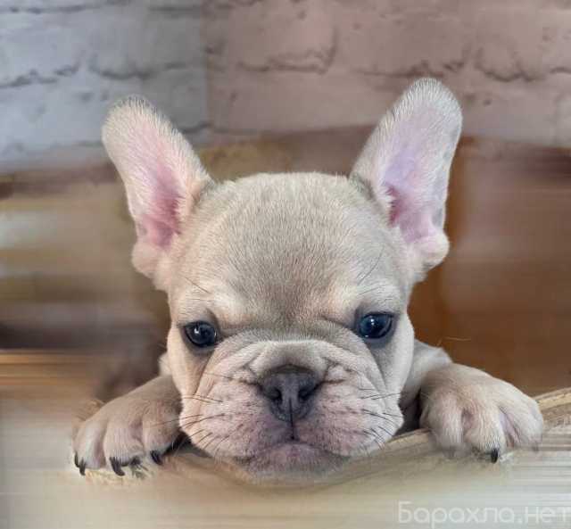 Продам: щенки Французского бульдога