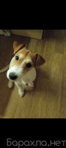 Продам: Щенок Джек Рассел терьер