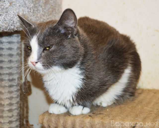 Отдам даром: ДымОК ищет дом