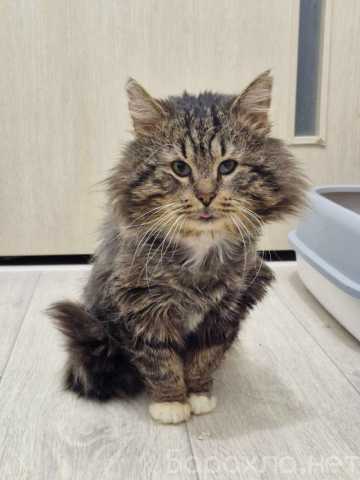 Отдам даром: котика Бонифация