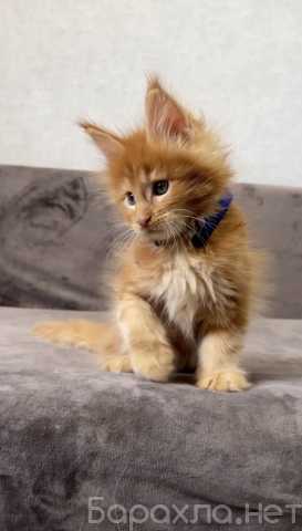 Продам: Котята мейн-кун