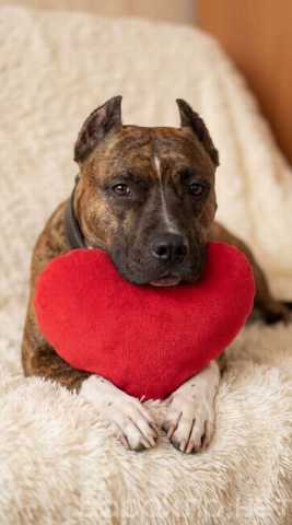 Отдам даром: Питбуль Мунна ищет дом!