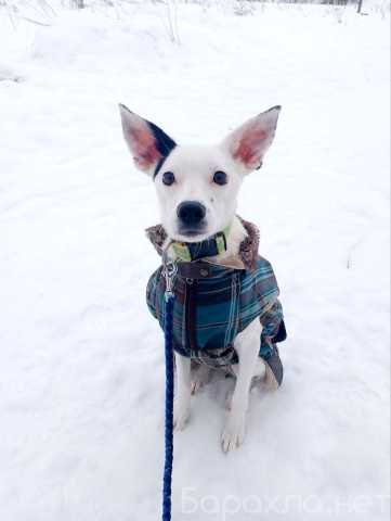 Отдам даром: Красивая собачка ищет дом