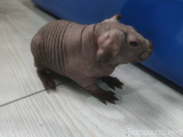Продам: Морская свинка Скинни