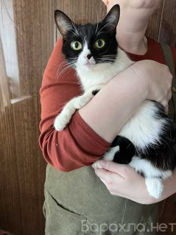 Отдам даром: Кошек и котов