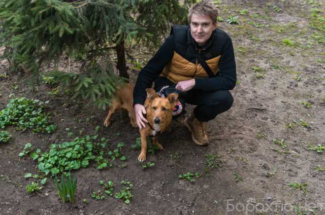 Отдам даром: Красивый маленький воспитанный пёсик