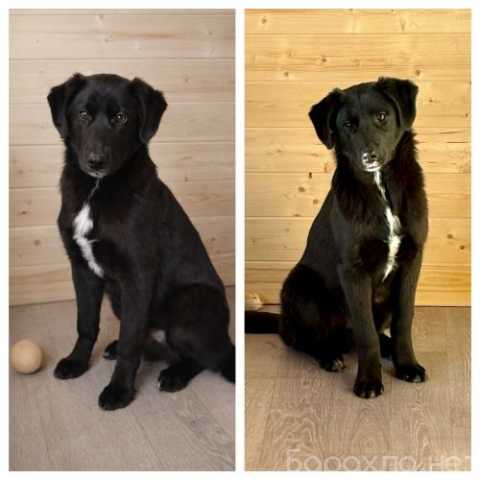 Отдам даром: Ричард и Сеня, добрые щенки-подростки