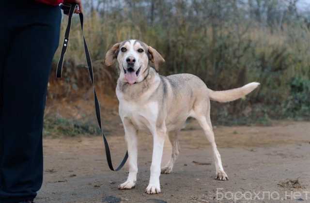 Отдам даром: Три года надежды в глазах Рэя
