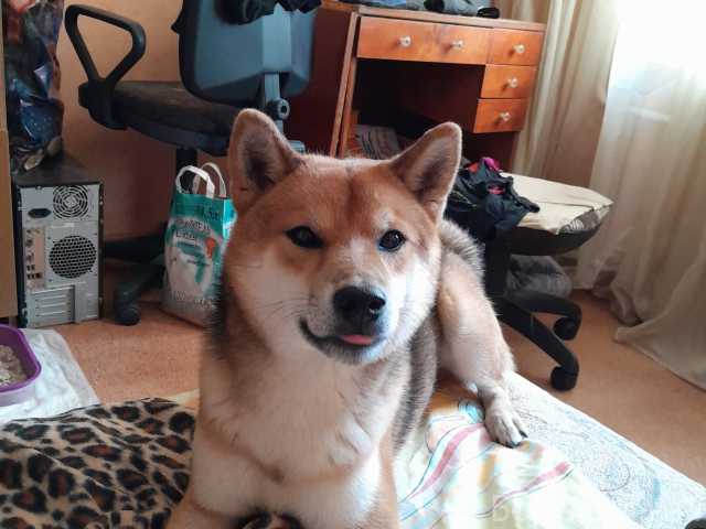 Продам: Сиба-Ину