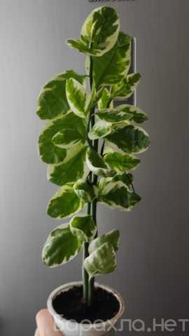 Продам: Педилантус цветок