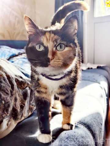Отдам даром: трехцветная красотка Мотя ищет дом