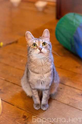 Продам: Лапочка ищет дом!