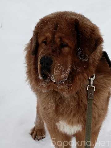 Продам: Щенки тибетского мастифа