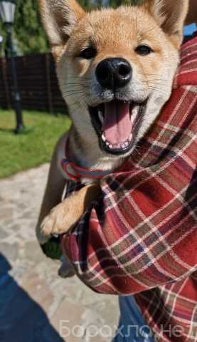 Продам: Сиба-ину щенки