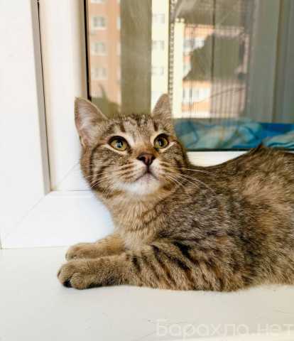 Отдам даром: Котёнок Плюша -полосатая девочка