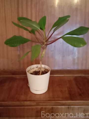 Продам: Продам Обезьянье дерево (минипальмочка)