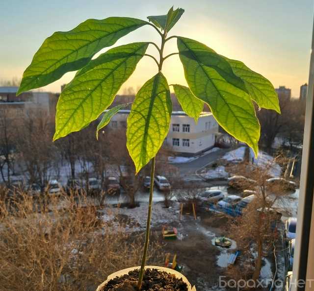 Продам: Деревце Авокадо